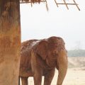 Why Elephant Nature Park Will Touch Your Heart | Are you visiting Thailand and you're interested in interacting with elephants in an ethical manner? Read more about Elephant Nature Park, an elephant sanctuary where elephants are treated with dignity and care. Think retirement home for elephants who have suffered over the years!