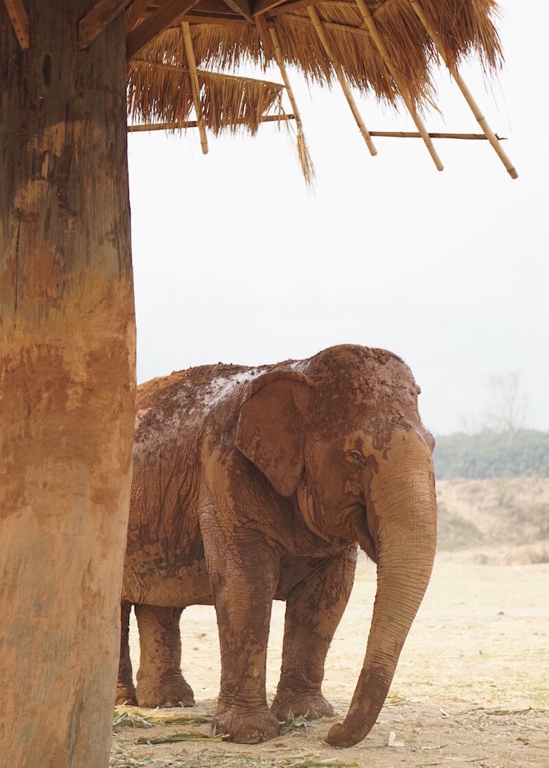 Why Elephant Nature Park Will Touch Your Heart | Are you visiting Thailand and you're interested in interacting with elephants in an ethical manner? Read more about Elephant Nature Park, an elephant sanctuary where elephants are treated with dignity and care. Think retirement home for elephants who have suffered over the years!