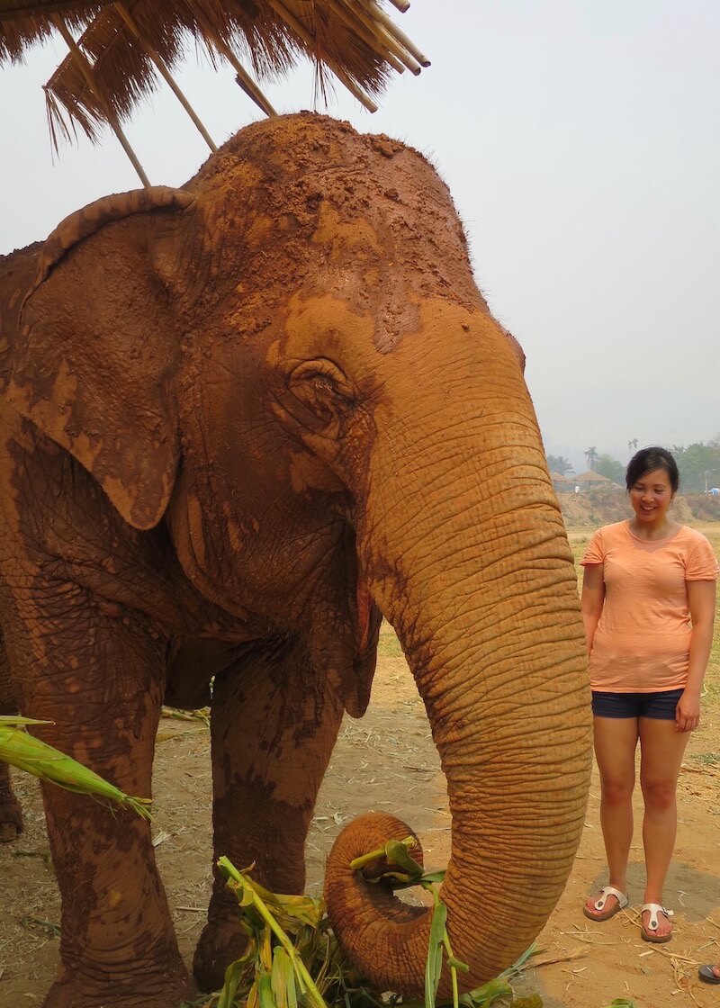 Why Elephant Nature Park Will Touch Your Heart | Are you visiting Thailand and you're interested in interacting with elephants in an ethical manner? Read more about Elephant Nature Park, an elephant sanctuary where elephants are treated with dignity and care. Think retirement home for elephants who have suffered over the years!