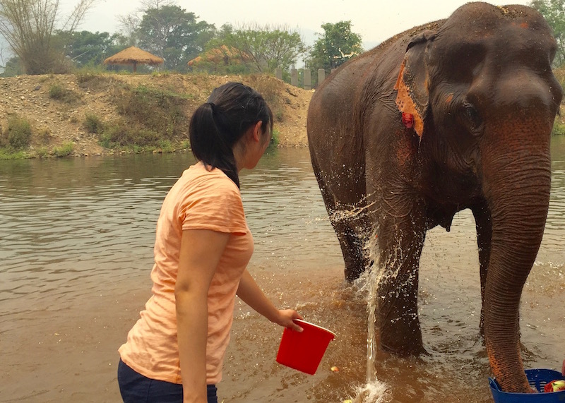 Why Elephant Nature Park Will Touch Your Heart | Are you visiting Thailand and you're interested in interacting with elephants in an ethical manner? Read more about Elephant Nature Park, an elephant sanctuary where elephants are treated with dignity and care. Think retirement home for elephants who have suffered over the years!