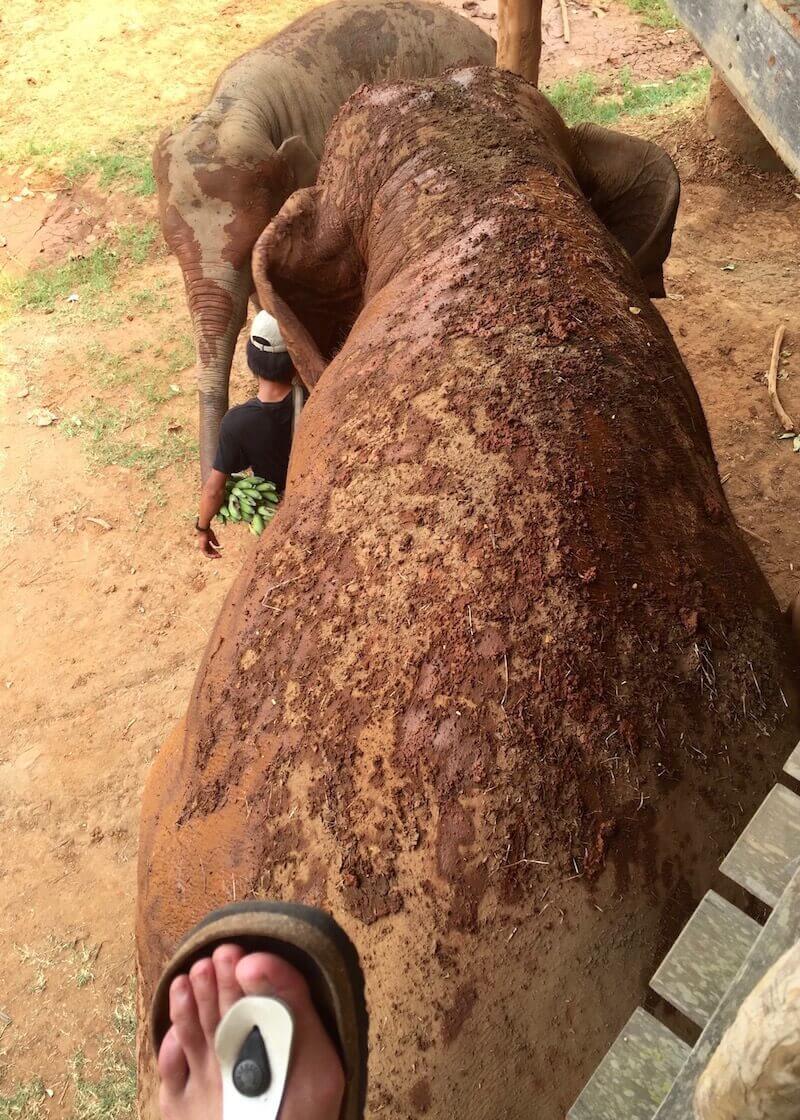 Why Elephant Nature Park Will Touch Your Heart | Are you visiting Thailand and you're interested in interacting with elephants in an ethical manner? Read more about Elephant Nature Park, an elephant sanctuary where elephants are treated with dignity and care. Think retirement home for elephants who have suffered over the years!