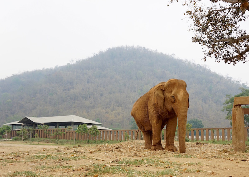 Why Elephant Nature Park Will Touch Your Heart | Are you visiting Thailand and you're interested in interacting with elephants in an ethical manner? Read more about Elephant Nature Park, an elephant sanctuary where elephants are treated with dignity and care. Think retirement home for elephants who have suffered over the years!