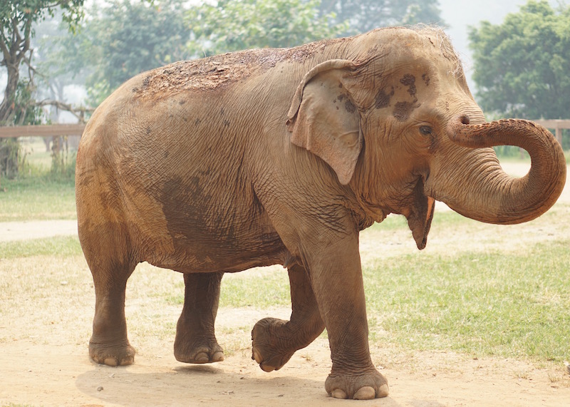 Why Elephant Nature Park Will Touch Your Heart | Are you visiting Thailand and you're interested in interacting with elephants in an ethical manner? Read more about Elephant Nature Park, an elephant sanctuary where elephants are treated with dignity and care. Think retirement home for elephants who have suffered over the years!