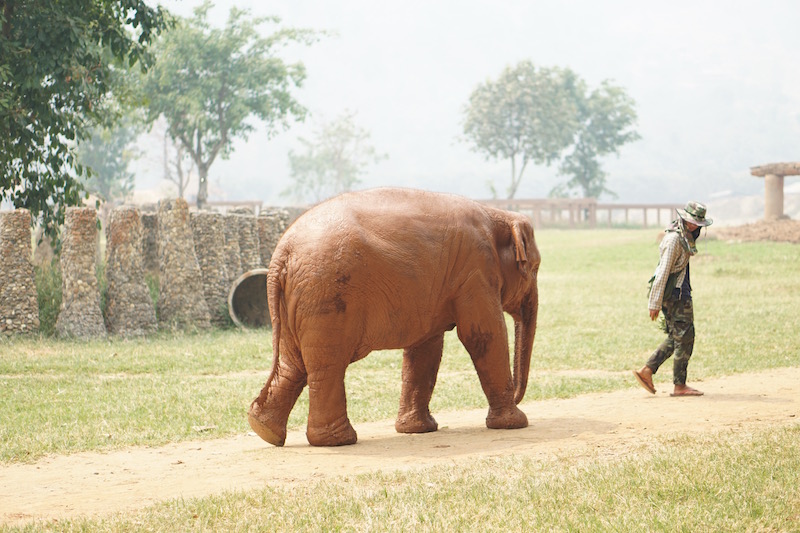 Why Elephant Nature Park Will Touch Your Heart | Are you visiting Thailand and you're interested in interacting with elephants in an ethical manner? Read more about Elephant Nature Park, an elephant sanctuary where elephants are treated with dignity and care. Think retirement home for elephants who have suffered over the years!