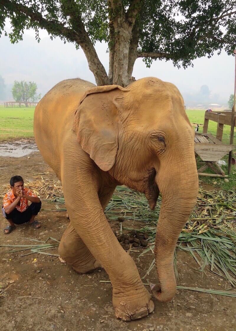 Why Elephant Nature Park Will Touch Your Heart | Are you visiting Thailand and you're interested in interacting with elephants in an ethical manner? Read more about Elephant Nature Park, an elephant sanctuary where elephants are treated with dignity and care. Think retirement home for elephants who have suffered over the years!