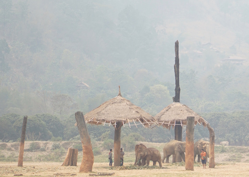 Why Elephant Nature Park Will Touch Your Heart | Are you visiting Thailand and you're interested in interacting with elephants in an ethical manner? Read more about Elephant Nature Park, an elephant sanctuary where elephants are treated with dignity and care. Think retirement home for elephants who have suffered over the years!