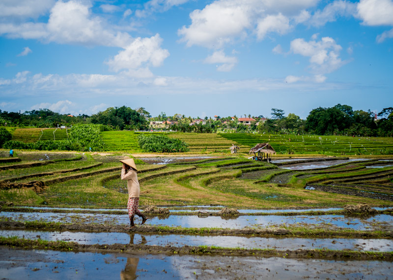 living as a nomad - bali rice fields and rice farmer