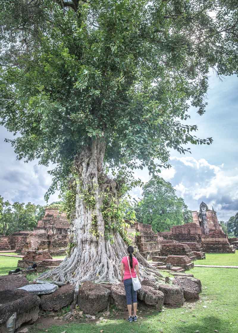 nomad living - trees in sukhothai park