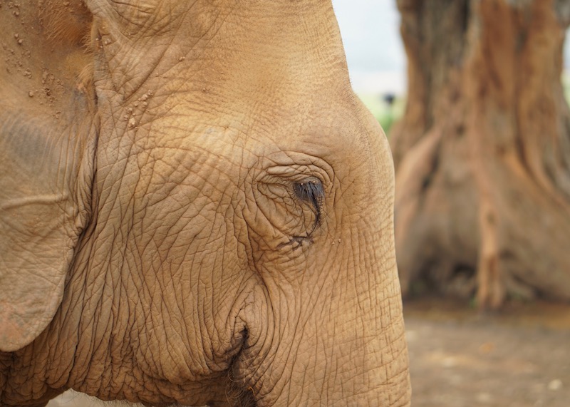 Why Elephant Nature Park Will Touch Your Heart | Are you visiting Thailand and you're interested in interacting with elephants in an ethical manner? Read more about Elephant Nature Park, an elephant sanctuary where elephants are treated with dignity and care. Think retirement home for elephants who have suffered over the years!