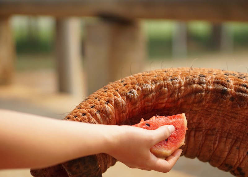 Why Elephant Nature Park Will Touch Your Heart | Are you visiting Thailand and you're interested in interacting with elephants in an ethical manner? Read more about Elephant Nature Park, an elephant sanctuary where elephants are treated with dignity and care. Think retirement home for elephants who have suffered over the years!