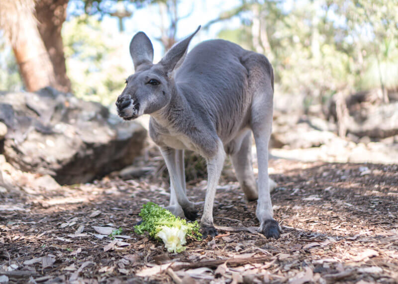 sydney travel blog - Taronga zoo kangeroo