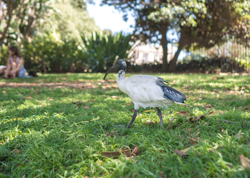 sydney travel blog - sydney birds