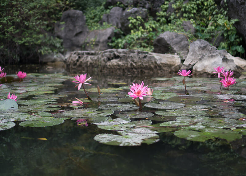 Trang An Grottoes tour - pink lotus flowers