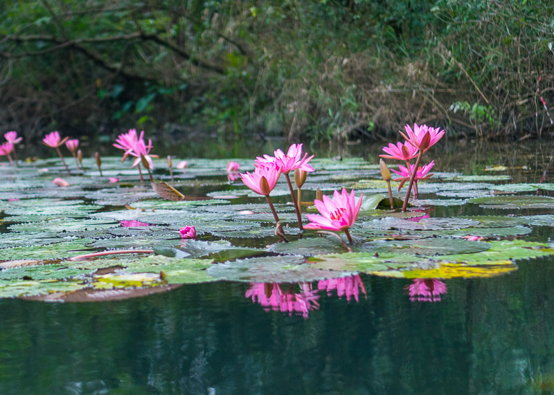 Trang An Grottoes tour - lotus flowers