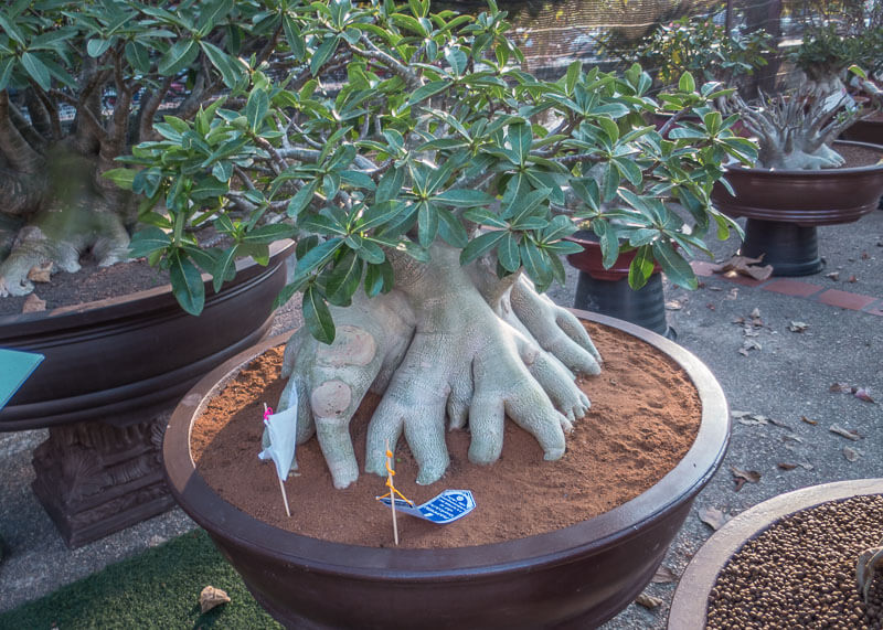 chiang mai flower festival - miniature tree