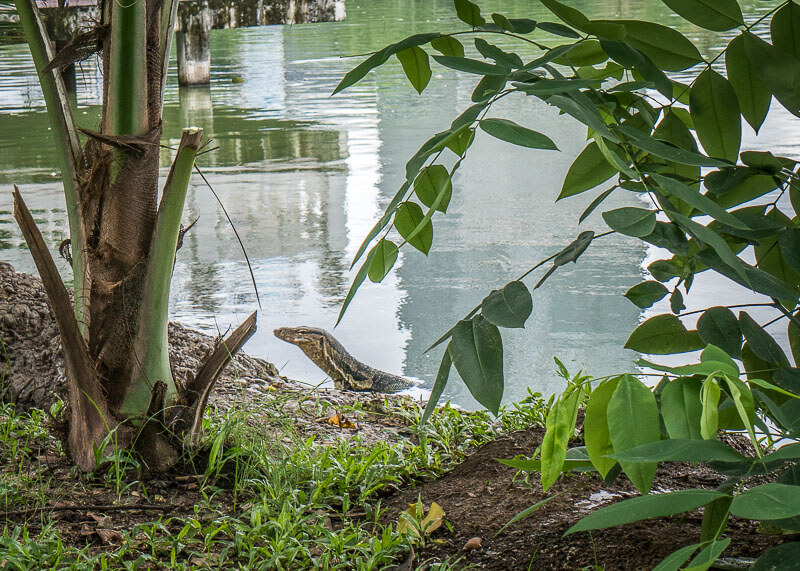 bangkok travel blog - Lumphini Park Asian monitor lizard