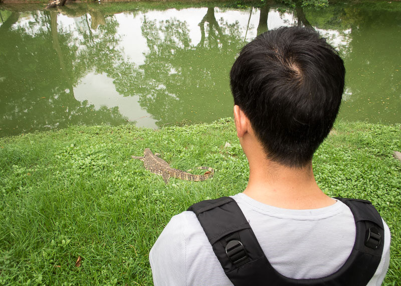 bangkok travel blog - Lumphini Park Asian monitor lizard