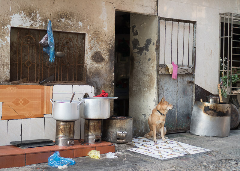 dog sitting by the door in Hanoi | Chinese new year of the dog