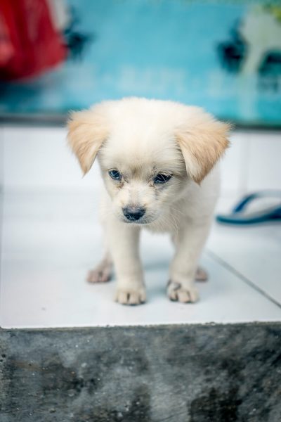 playful puppy | Chinese new year of the dog