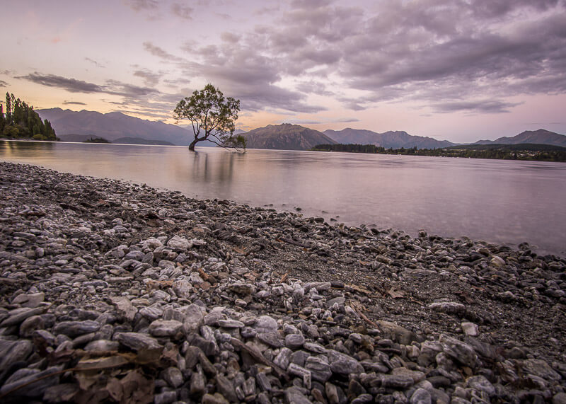 being a nomad - wanaka tree