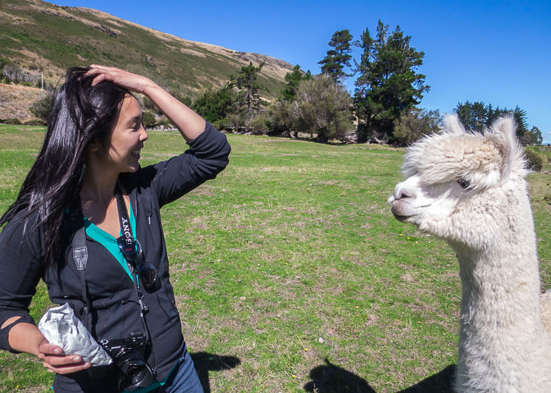 being a nomad - alpaca from new zealand animal farm