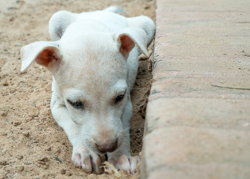 Bagan trip blog - temple puppy