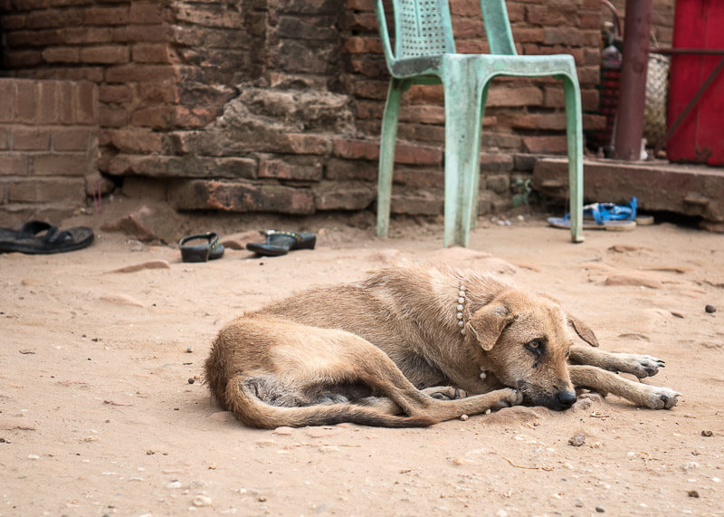 Bagan trip blog - temple dog