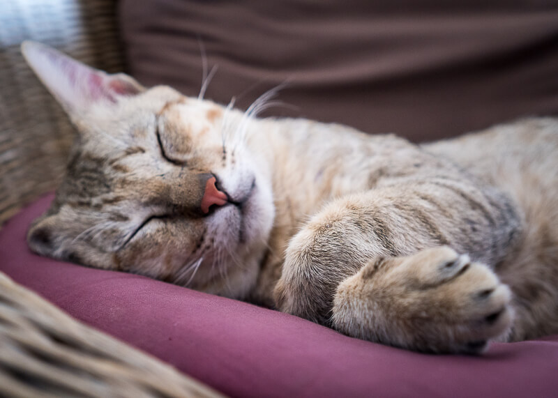 Siem Reap Trip Blog - napping cat at fresh fruit factory