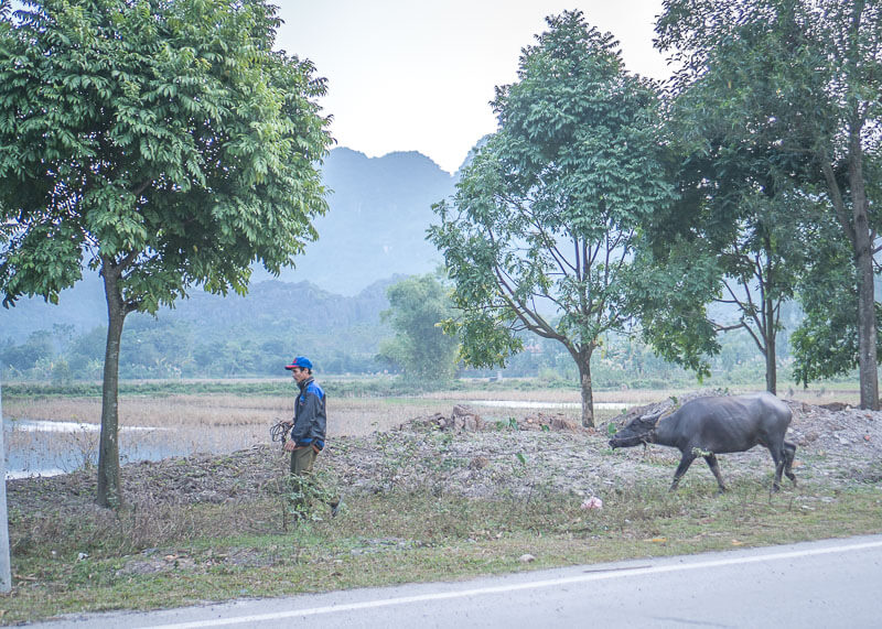ninh binh travel blog - local with their ox