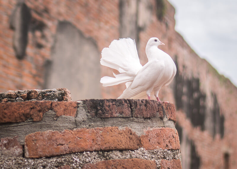 The Best Way To Visit Ayutthaya Historical Park | Learn insider tips about Ayutthaya to make your trip awesome. Find photography ideas on what to include in your itinerary for your travel. Learn why you should spend more than one day in Ayutthaya Thailand things to do in this city. #travel #destinations #thailand #culturetravel #Ayutthaya #slowtravel #wanderlust #romantictravel #thailandtravel | culture travel | Romantic travel | Thailand travel | Honeymoon | Asia Travel | Round the world trip